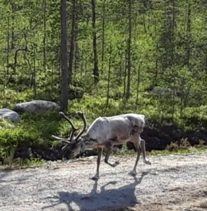 Villa Paatari, Inari Esterno foto